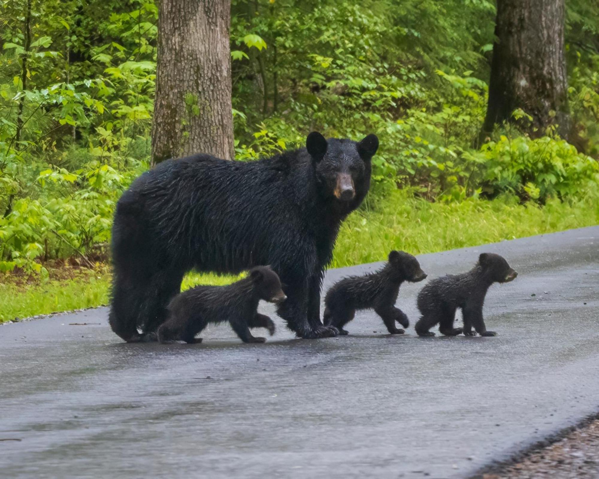 Bear End Villa Sevierville Eksteriør bilde